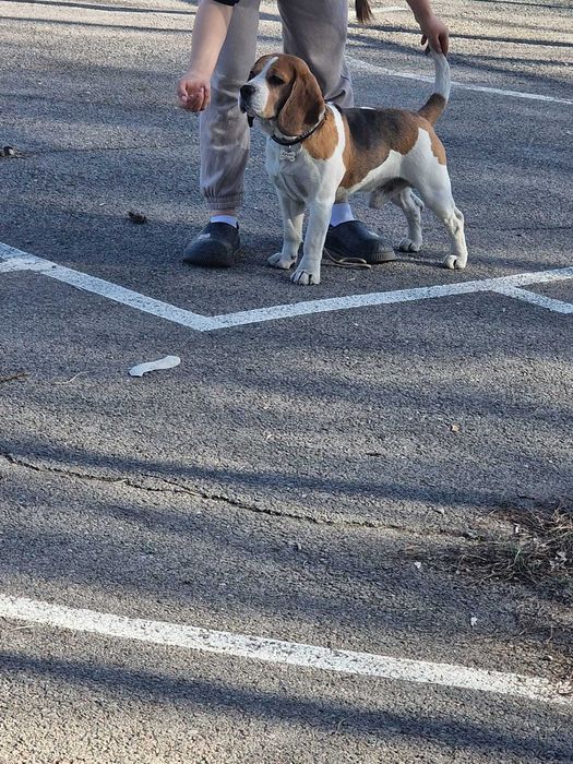 Племенной кобель бигля ищет подружку!