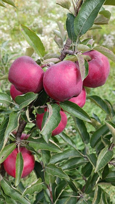 Taieri de rodire, plantare, altoire, formare pomi, îngrijire conifere