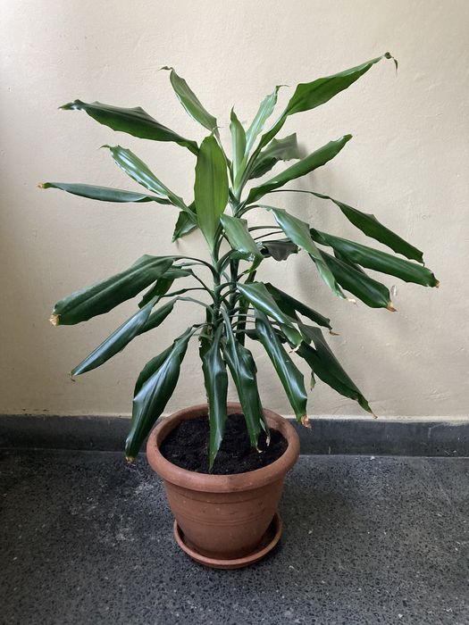 Юка в саксия, височина 140см
