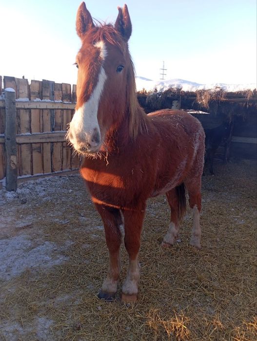 Продам кобылу и жеребца