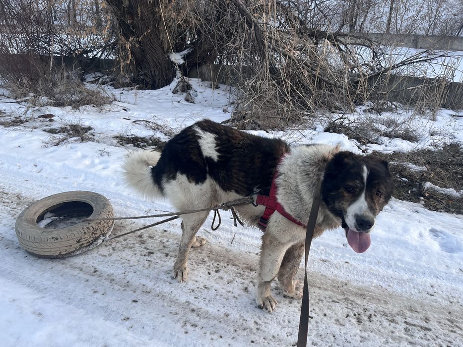 Молодой супер тяж линия есть