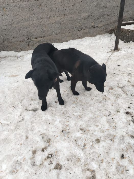 Продам щенков немецкой овчарки