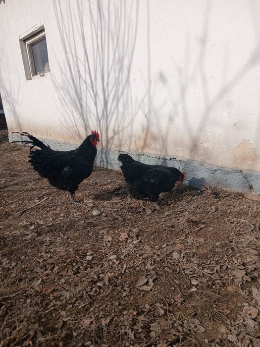 Кара тауыктар гиганть