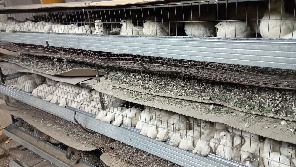 Bedana 25000 dan gowga