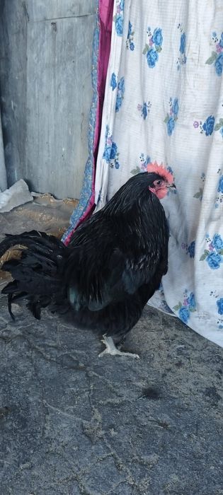 Продам молодых петушков. Джерсийский гигант.