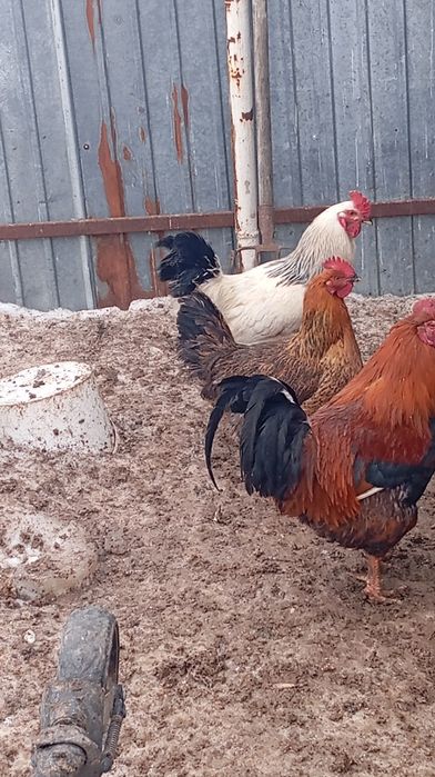 Петухи әтештер сатылады
