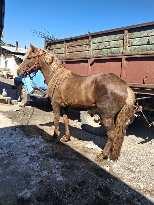 Продам жеребца срочно