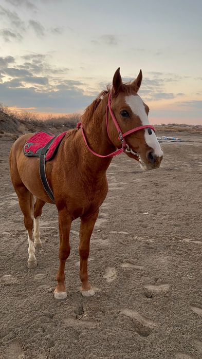 Дончак құнан сатылады