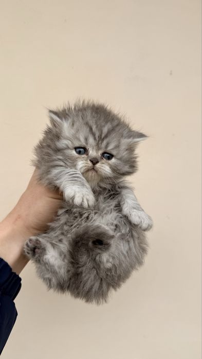 Mushuklar sotiladi serebristaya shinshila