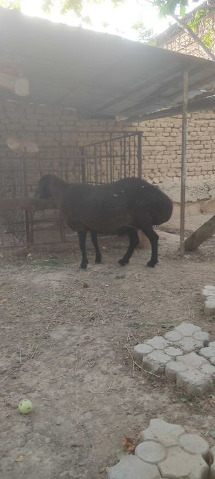 Qo'chqor va urg'ochi qo'y sotiladi