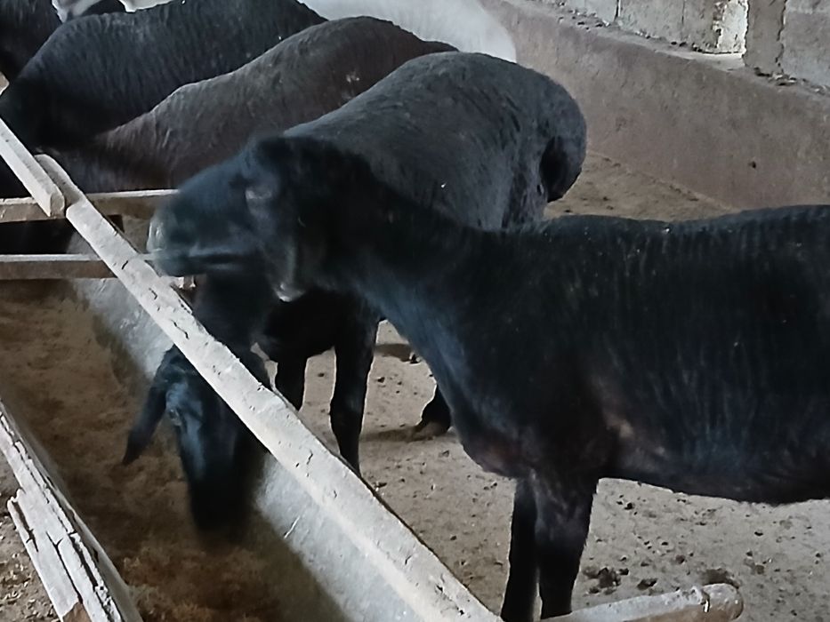 Бугоз куйлар сотилади