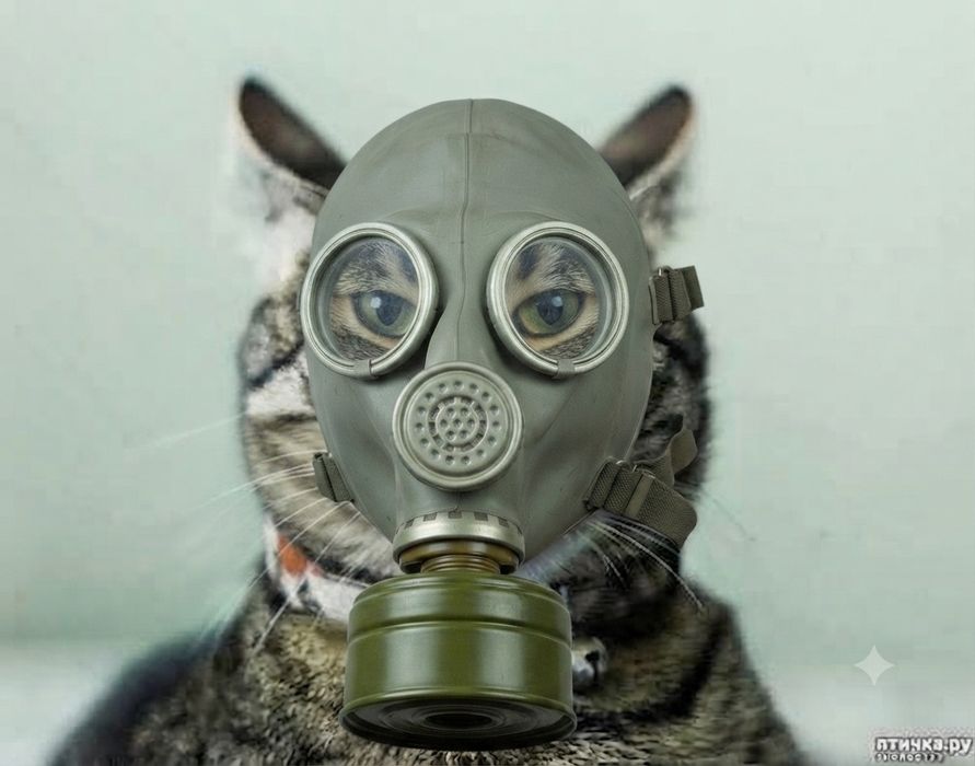 Кот игривый любит картон