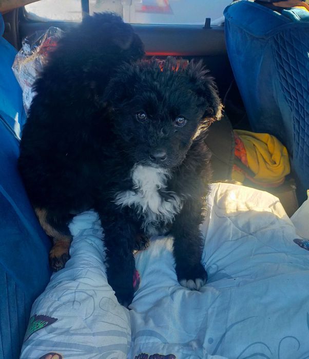 Бесплатно дарим щенков