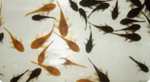 Аквариумны рыбки