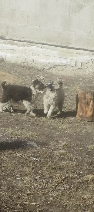 Отдам в добрые руки 2-х щенков!