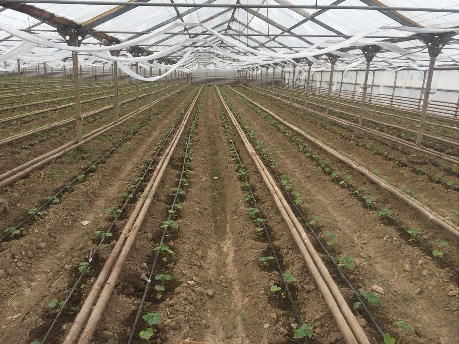 Тепличный комплекс