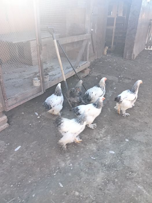 продам куры брама