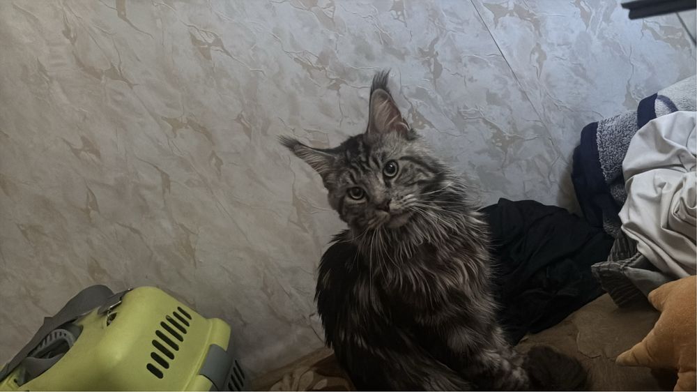 Ищем кошку на случку Мейкун
