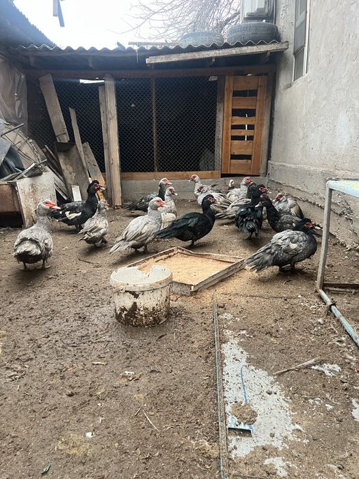 Индоутка кораздары