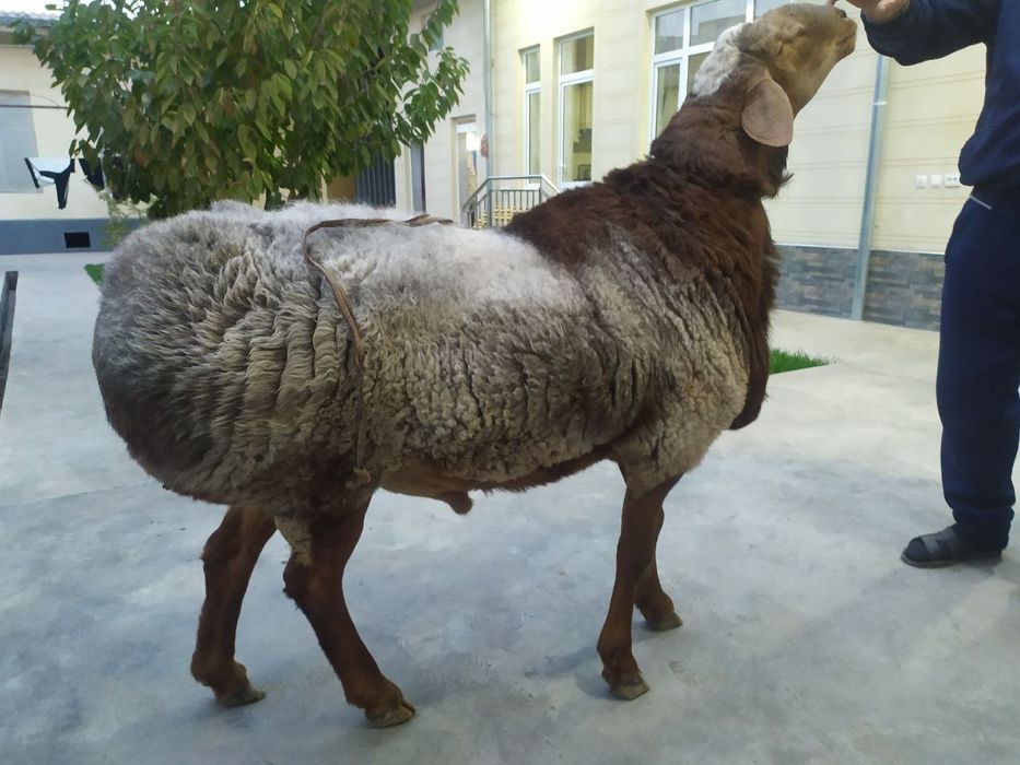 Assalomu aleykum Qurbonlik ucun qoylar va molar