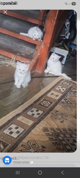 Pisici british si schotish