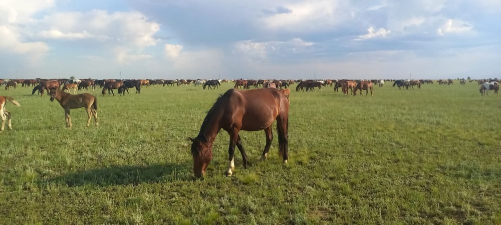 Биелер сатылады