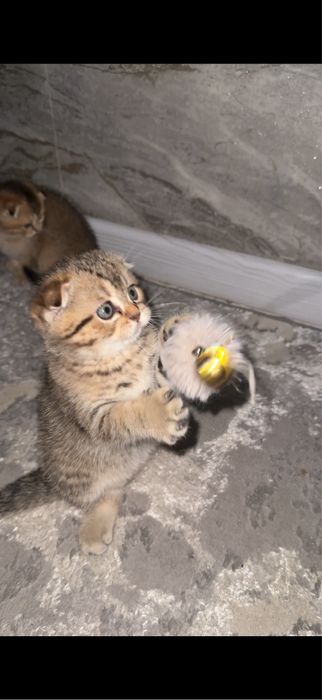 Скотиш фолд табби шиншилла мальчик 2 месяца