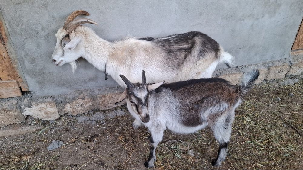 породистыи ешкілер лағымен сатылады