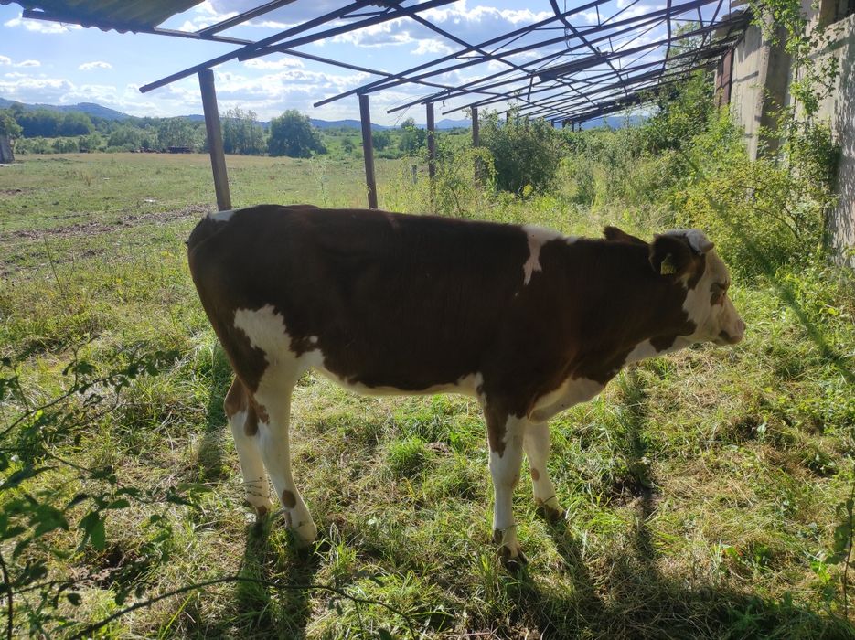 Vitea baltata de vanzare
