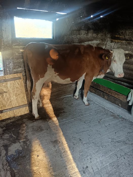 Vând vaca și vițea