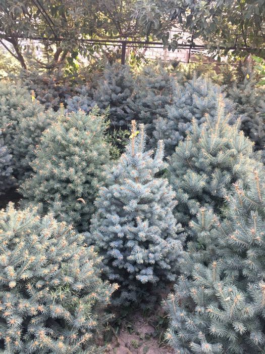 Archa galuboy yel sotiladi