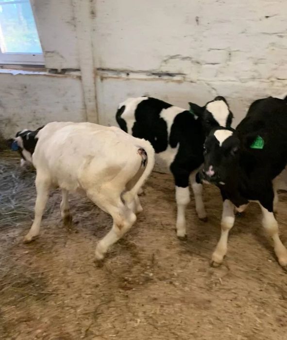 Телята телочки и бычки