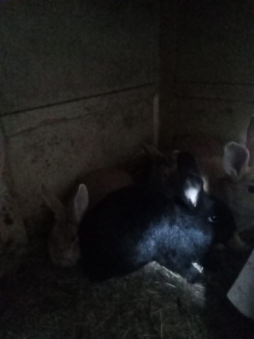 Кролики великаны