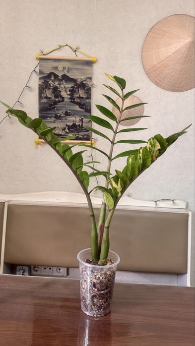 Замиакулькас вариегатный