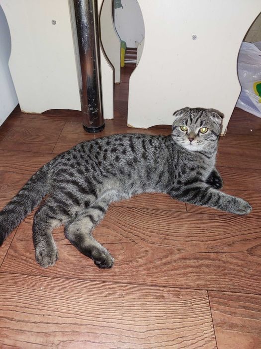 Взрослый породистый шотландский кот