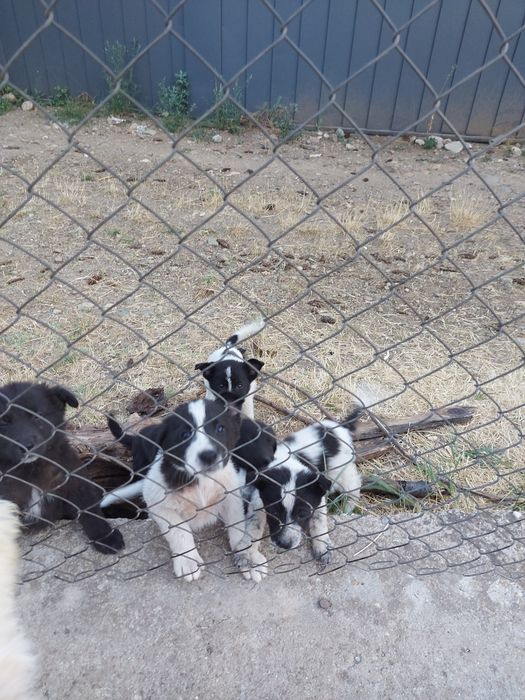 Подаряване кученца