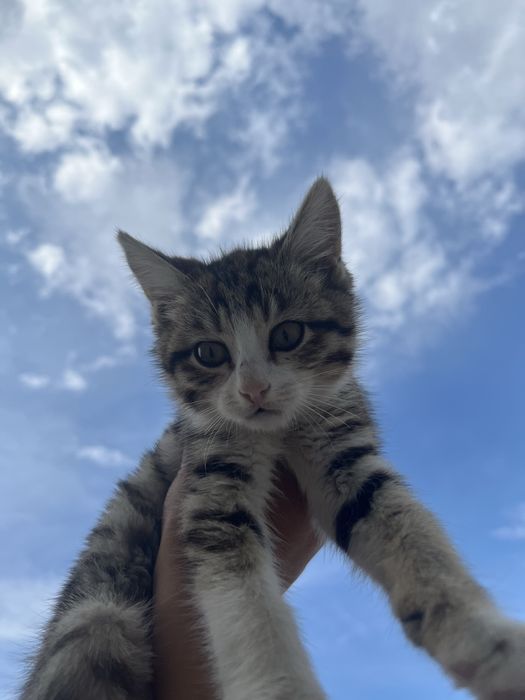 Мысық сатылады котёнк