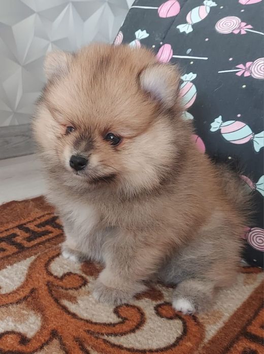 Щенки Немецкого Шпица