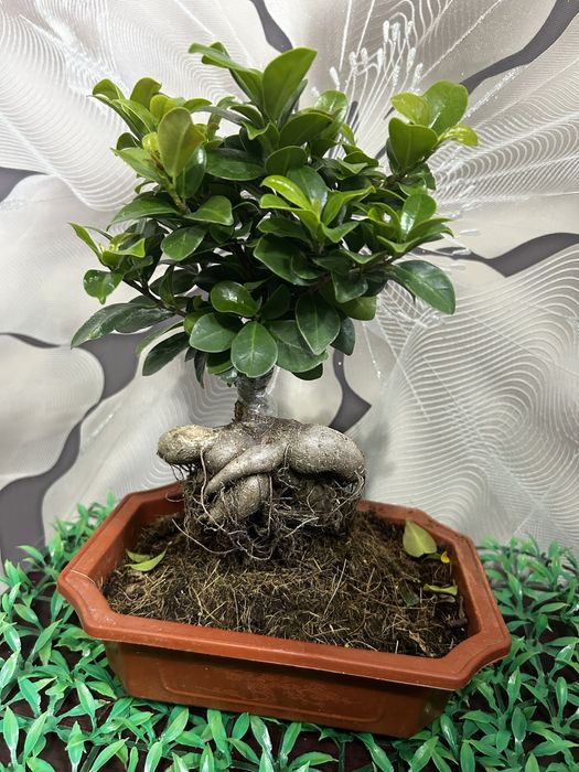 Комнатные  цветы на 8 марта