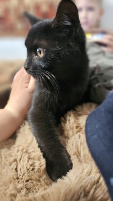 Отдам в добрые руки, можем привезти сами.