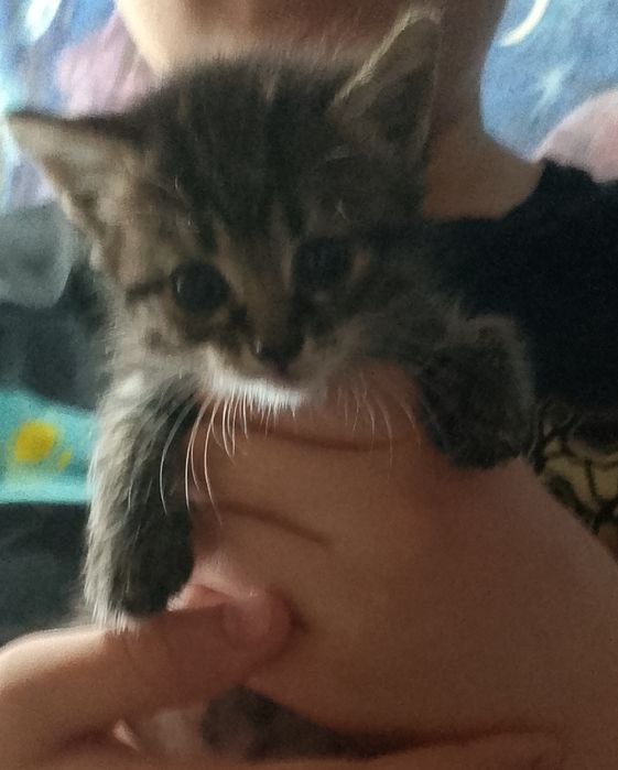 Отдам котят в добрые руки