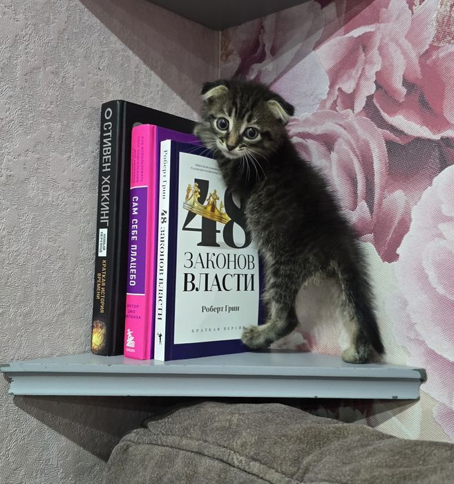 Шотландский котёнок. мальчик .