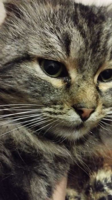 Потерялся кот!!!