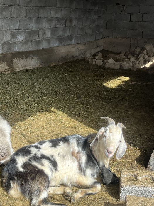 Альпиский жас теке сатылады