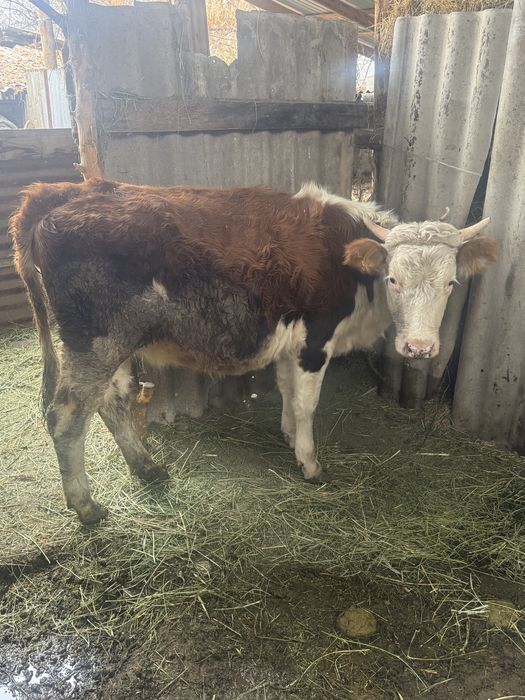 Смотреть онлайн порно секс с жетілген қайын енесі орысша