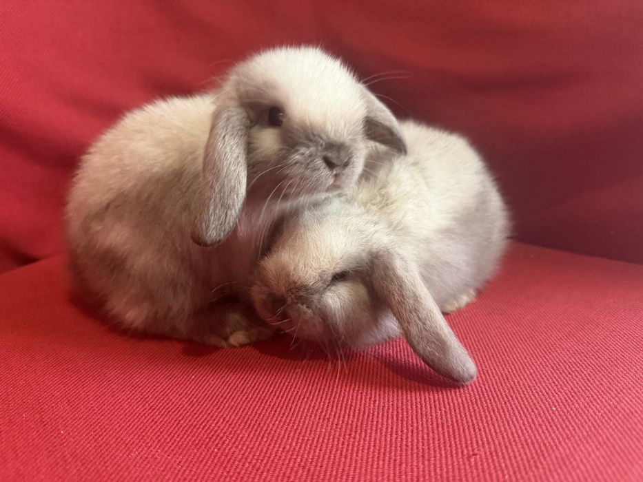 Vand pui de iepure berbec pitic holland lop