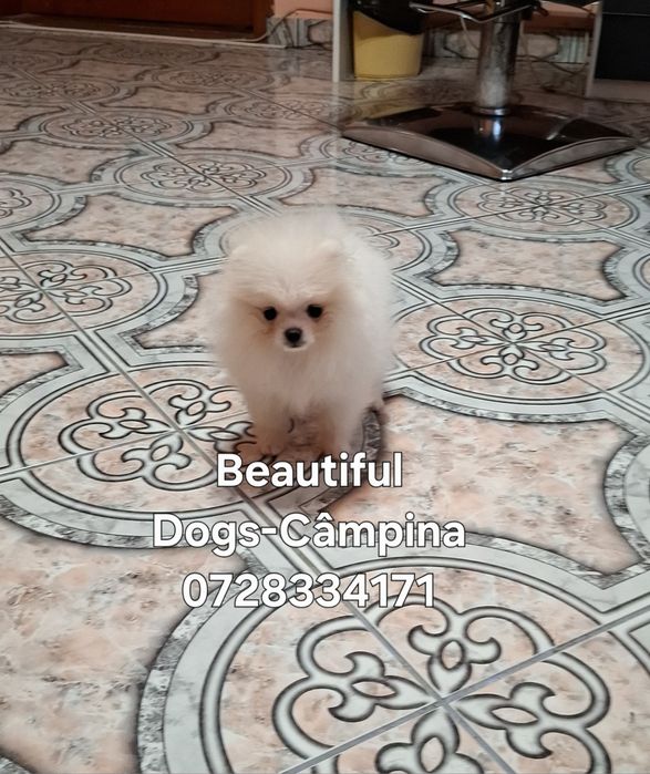 Pomeranian pui femelă, talie mică