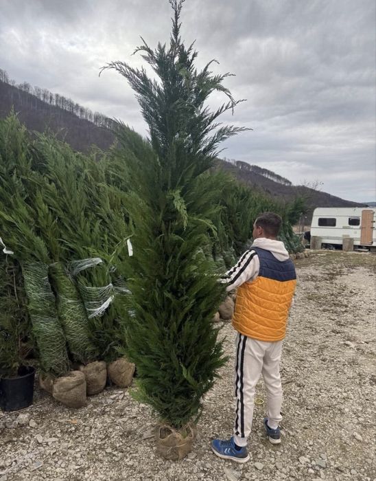 Tuia Leylandii cupressocyparis /OFERTA