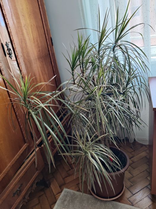 Vand planta exotica Dracena