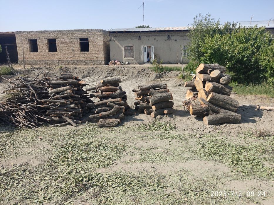 Ўтин сотилади. Когонда.Залдори дарахти. Қуруқ ўтин